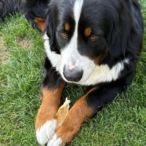 <p>Kopfhaut Rind - langer Kauspass f&uuml;r Maylah</p>