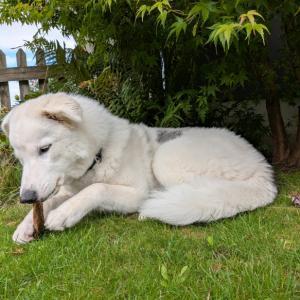 <p>Pansen Rind: knuspriger Kauspass f&uuml;r ca. 2 Minuten. Lani liebt alle Snackprodukte.</p>