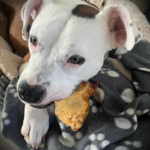 <p>Tari mit Rinderohr.</p>