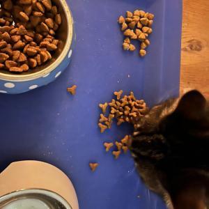 <p>Fipsy beim Testessen von drei verschiedenen Futtermarken. Der Testsieger ist... ANiFiT Ocean :-)</p>